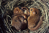 Siebenschläfer (Muscardinus avellanarius) drei Jungtiere in Nest