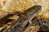 Feuersalamander (Salamandra salamandra) Jungtier, Nahaufnahme des Kopfes, unter Wasser, Italien, im Sommer