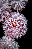 Rosa Chrysanthemenblüte (Chrysanthemum grandiflorum)