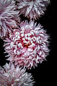 Pink chrysanthemum flower (Chrysanthemum grandiflorum)