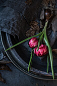 Stillleben mit Wildtulpen an (Tulipa humilis 'Tête-a-Tête')
