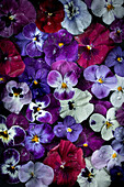 Flatlay mit blauen, violetten und weißen Stiefmütterchen (Viola cornuta)