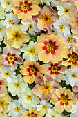 Flatlay with cushion primrose in white-orange pastel colours