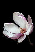 Tulpen-Magnolie (Magnolia x soulangiana)