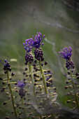 Crested grape hyacinth (Muscari comosa) in a natural habitat (Valais, Switzerland)