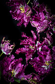 Blütenblätter der Tulpe 'Black Parrot'