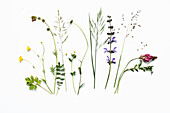 Meadow flowers and grasses of a meadow
