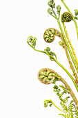 Farn im Austrieb (Pteridium und Dryopteris), close-up, vor weißem Hintergrund