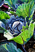 Red cabbage growing in the field