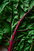 Macro of a pink chard leaf