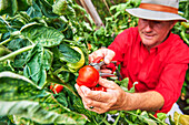 Mann erntet Tomaten