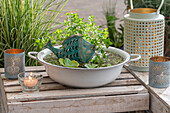 Schwimmteich mit Carolina-Fettblatt (Bacopa caroliniana), Wasserlinsen (Lemna) und Wassersalat (Pistia stratiotes)