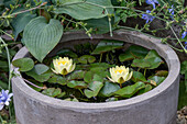 Zwergseerose (Nymphaea tetragona) im Miniteich, Funkie (Hosta) und Wegwarte (Cichorium intybus) auf der Terrasse