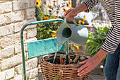 Pflanzkorb für Miniteich mit Wasserspiel selber bauen, mit Wasserfeder (Hottonia palustris) und Binse (Juncus) Fertigbild 13938576