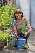 Miniteiche bepflanzen mit Blutweiderich (Lythrum Salicaria), Gottes-Gnadenkraut (Gratiola officinalis), rundblättriger Froschlöffel (Alisma parviflora) im Topf