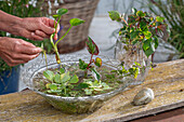 Miniteich in Glasschale mit Wasserlinsen (Lemna), Wassersalat (Pistia stratiotes), Rundblättrige Froschlöffel (Alisma parviflora), Eidechsenschwanz (Houttuynia cordata), Wasserminze