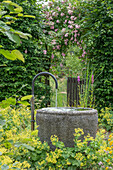 Gartenbrunnen vor Kletterrose, Ramblerrose (Rosa) 'Kirschrose', Hainbuche (Carpinus Betulus) und  Frauenmantel (Alchemilla mollis) im Garten