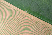 Aerial view of rows of cut alfafa hay drying in field