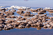 Stromatolites in lagoon