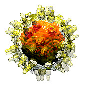 Adeno-associated virus particle, illustration