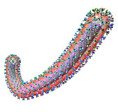 Ebolavirus particle, illustration