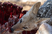 Black-backed jackal feeding on eland carcass