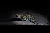 Leopard drinking at night