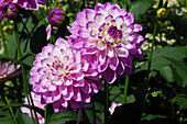 Dahlia 'Blue Wish flowers