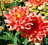 Dahlia 'Karma Fiesta' flowers