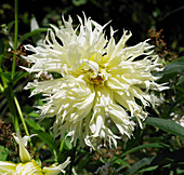 Dahlia 'Tsuki-yori-no-shisha' flower