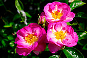 Rose (Rosa 'Escapade') flowers