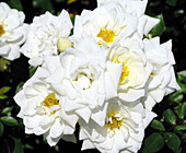 Rose (Rosa 'Kent') flowers