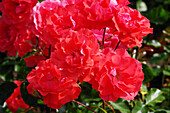 Roses (Rosa 'Memento') flowers