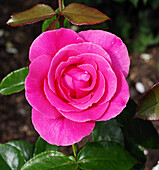 Rose (Rosa 'Romance') flower