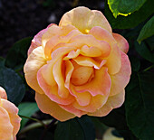 Rose (Rosa 'Strike It Rich') flowers
