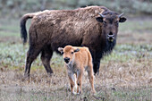 America bison with calf