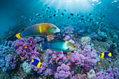 Tropical fish swimming over soft corals