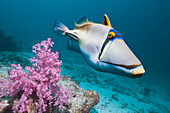 Arabian Picassofish