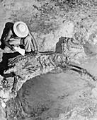 Archaeologist excavating prehistoric horse skeleton