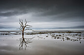Dead tree in flooded farmland, Somerset, UK