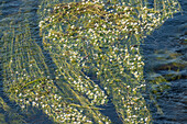 Common water-crowfoot (Ranunculus aquatilis) on the River Teifi, UK