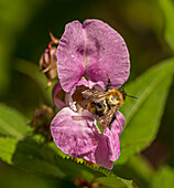 Common carder bee on flower