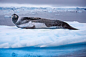 Leopard seal resting on sea ice