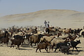 Nomadic shepherds herding sheep