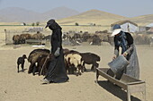 Nomadic shepherds feeding sheep