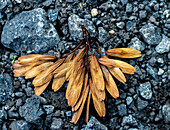 Ash tree (Fraxinus excelsior) seeds