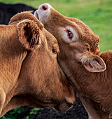Cow mother and calf interacting