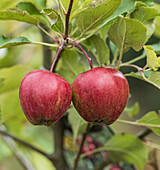 Red apples (Malus domestica 'Katy')