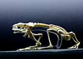 Tortoise skeleton