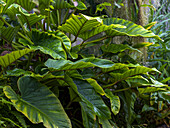 Glorious jungle philodendron (Philodendron gloriosum)